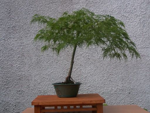 Acer palmatum nagy